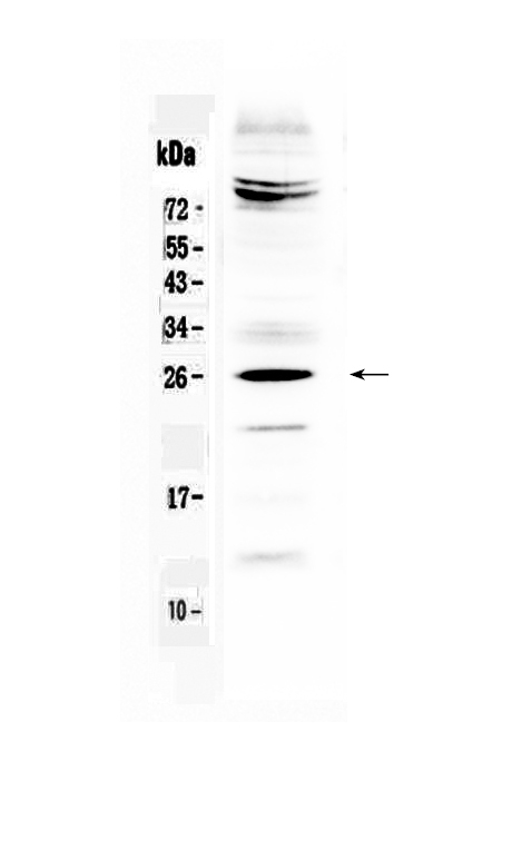 1 - Anti-SRY Picoband Antibody ABO12867