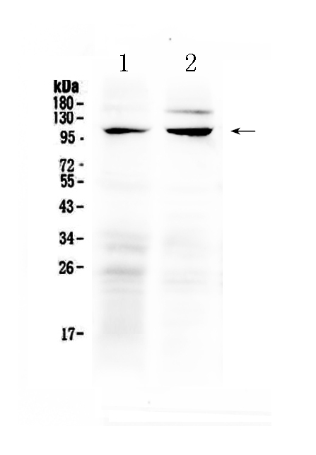 1 - Anti-TRPC6 Picoband Antibody ABO12868