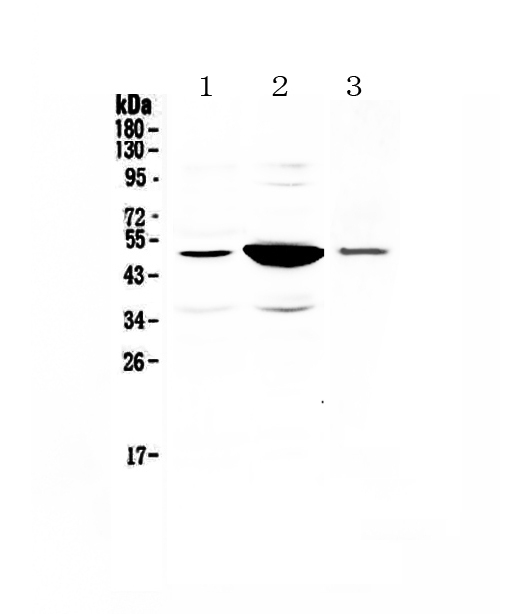 1 - Anti-PAI1 Picoband Antibody ABO12869