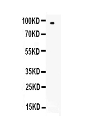 1 - Anti-CD62L Picoband Antibody ABO12873