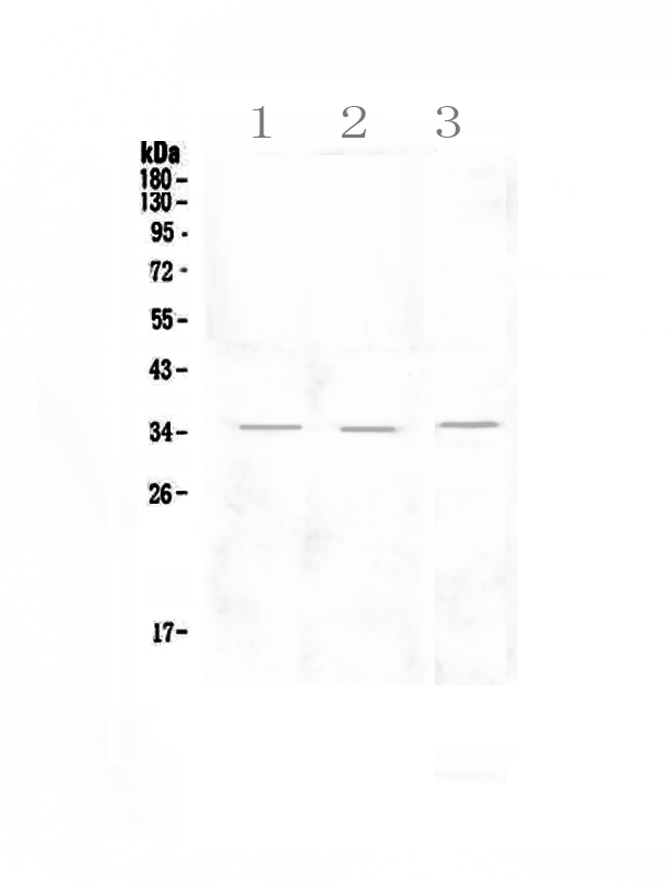 1 - Anti-NKG2D Picoband Antibody ABO12874