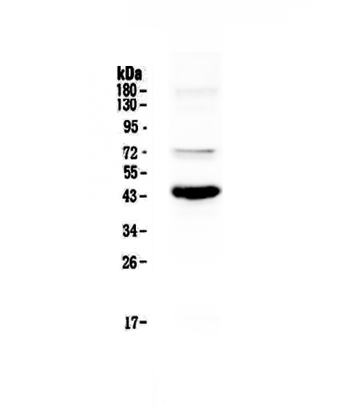 1 - Anti-PAX5 Picoband Antibody ABO12875