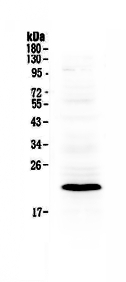 1 - Anti-Bid Picoband Antibody ABO12876