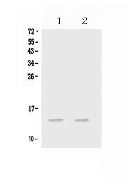 1 - Anti-MIP-3 Alpha/CCL20 Picoband Antibody ABO12878
