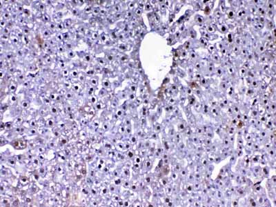 2 - Anti-PARK7 / DJ1 Picoband Antibody ABO12880