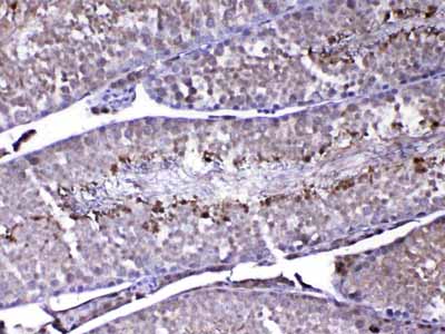2 - Anti-PARK7 / DJ1 Picoband Antibody ABO12880