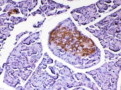 2 - Anti-PARK7 / DJ1 Picoband Antibody ABO12880