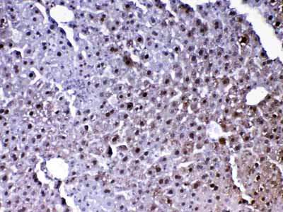 2 - Anti-PARK7 / DJ1 Picoband Antibody ABO12881