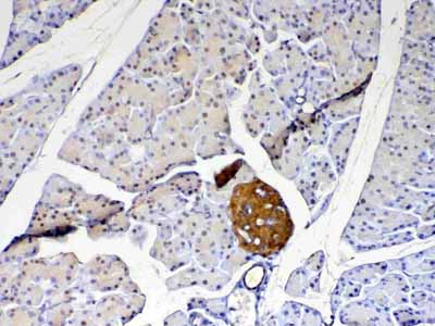 2 - Anti-PARK7 / DJ1 Picoband Antibody ABO12881