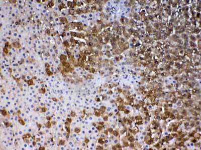 2 - Anti-PARK7 / DJ1 Picoband Antibody ABO12881