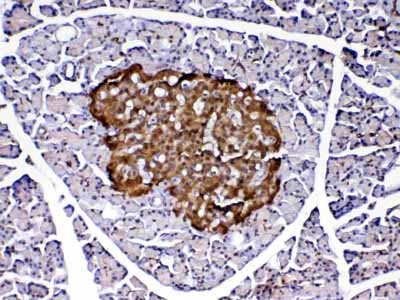 2 - Anti-PARK7 / DJ1 Picoband Antibody ABO12881