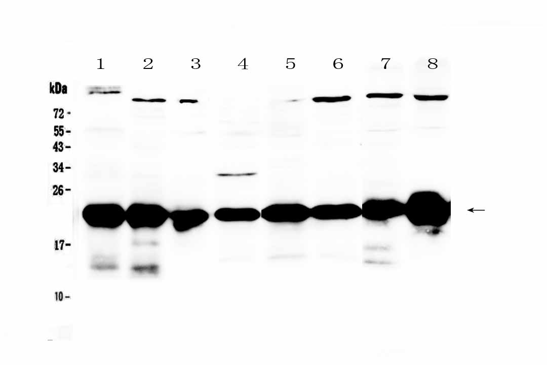 1 - Anti-PARK7 / DJ1 Picoband Antibody ABO12881