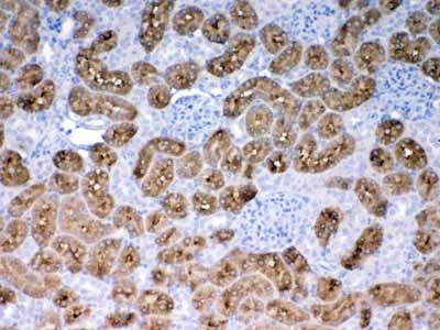 2 - Anti-PAH Picoband Antibody ABO12883