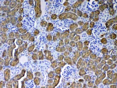 2 - Anti-PAH Picoband Antibody ABO12883