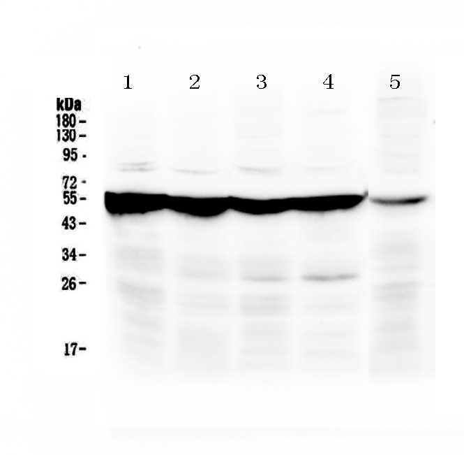 1 - Anti-PAH Picoband Antibody ABO12883