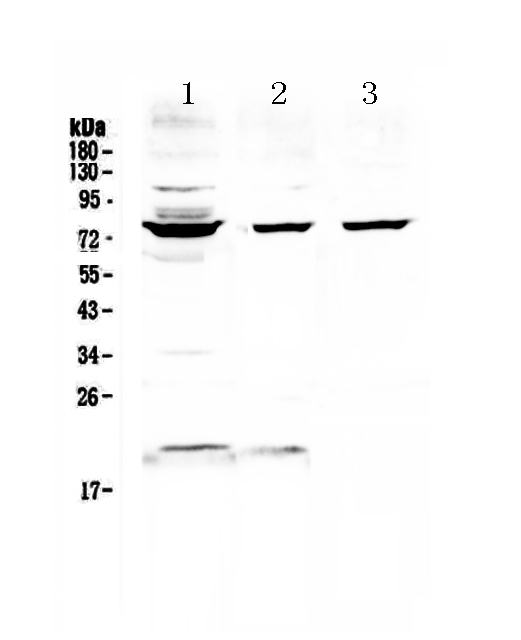 1 - Anti-TLS / FUS Picoband Antibody ABO12884