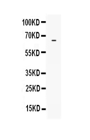 1 - Anti-LBP Picoband Antibody ABO12888