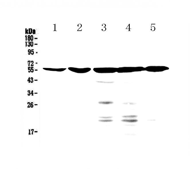 1 - Anti-NR1H4 Picoband Antibody ABO12889