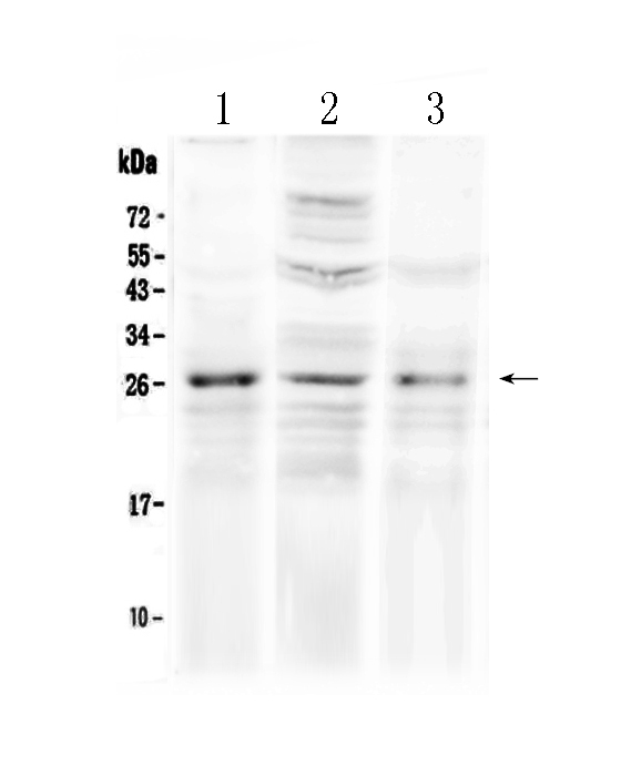 1 - Anti-FGF8 Picoband Antibody ABO12890