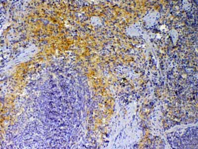 2 - Anti-PF4 Picoband Antibody ABO12894