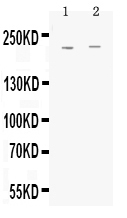 1 - Anti-MRP1 Picoband Antibody ABO12895