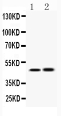 1 - Anti-IKK gamma Picoband Antibody ABO12896