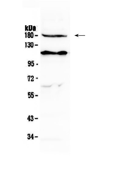 1 - Anti-VEGF Receptor 2 Picoband Antibody ABO12899