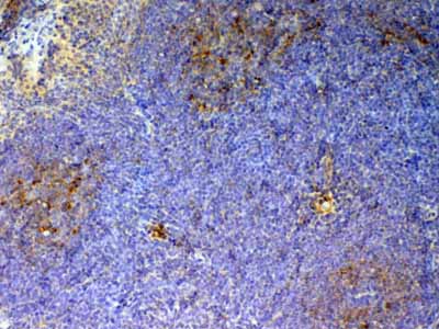 2 - Anti-CD59 Picoband Antibody ABO12901