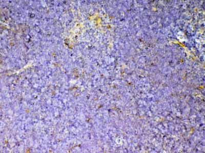 2 - Anti-CD59 Picoband Antibody ABO12901