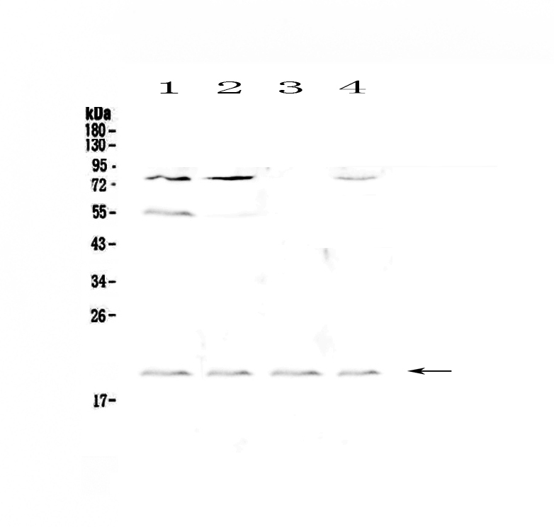 1 - Anti-CD59 Picoband Antibody ABO12901