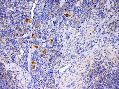 2 - Anti-IL12A Picoband Antibody ABO12902