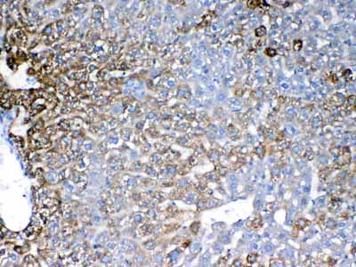 2 - Anti-IGFBP1 Picoband Antibody ABO12903