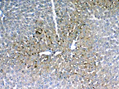 2 - Anti-IGFBP1 Picoband Antibody ABO12903