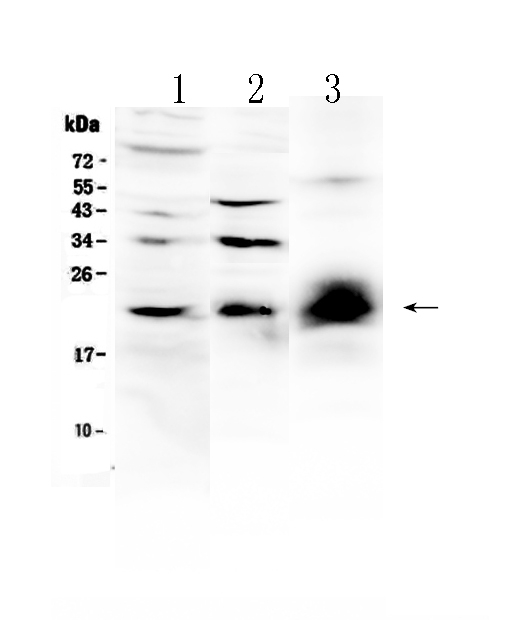 1 - Anti-IL-22 Picoband Antibody ABO12905