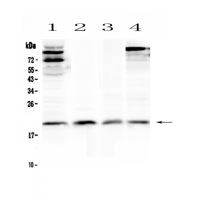 1 - Anti-IL22 Picoband Antibody ABO12906