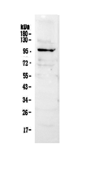 1 - Anti-NFAT1 Picoband Antibody ABO12907
