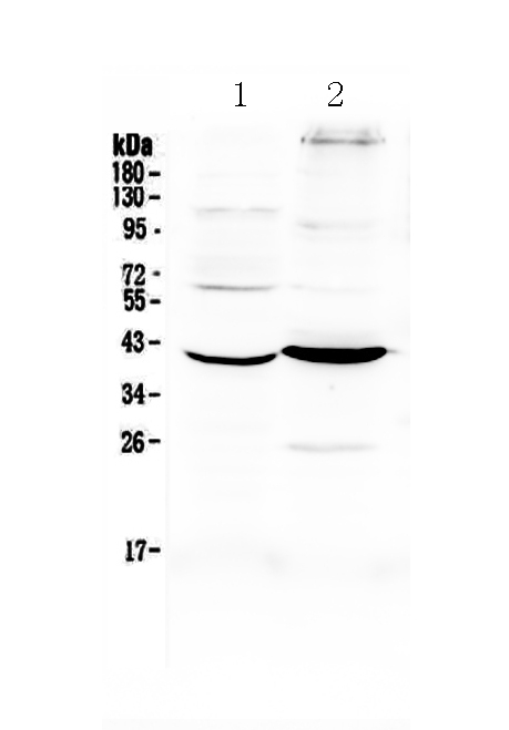 1 - Anti-Follistatin Picoband Antibody ABO12908