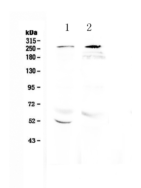 1 - Anti-RanBP2 Picoband Antibody ABO12909
