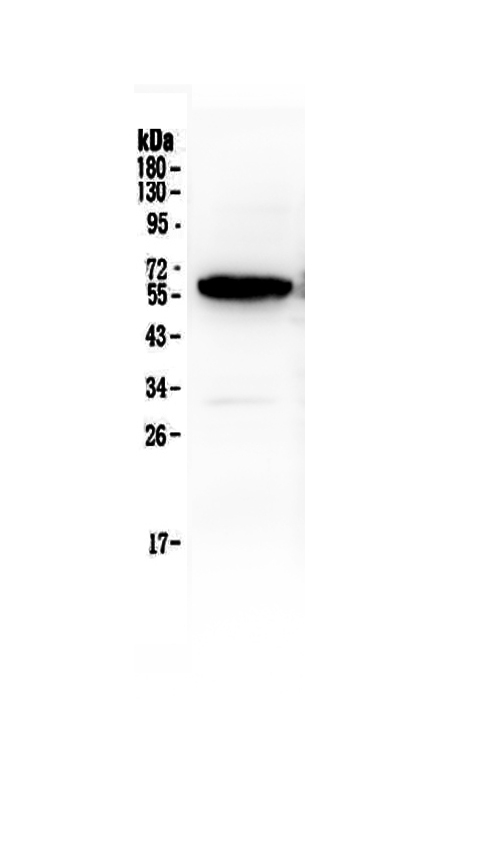 1 - Anti-Syndecan-1/SDC1 Picoband Antibody ABO12911