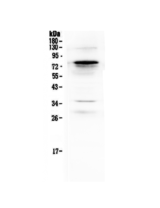 1 - Anti-Complement C9 Picoband Antibody ABO12913