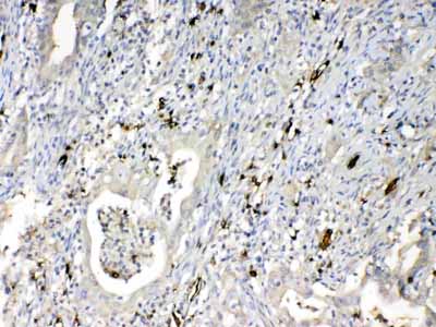 2 - Anti-HBD Picoband Antibody ABO12915