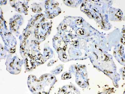 2 - Anti-HBD Picoband Antibody ABO12915