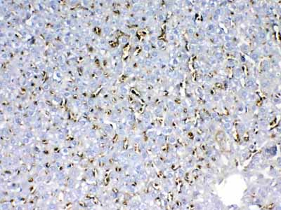 2 - Anti-HBD Picoband Antibody ABO12915