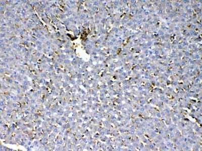 2 - Anti-HBD Picoband Antibody ABO12915