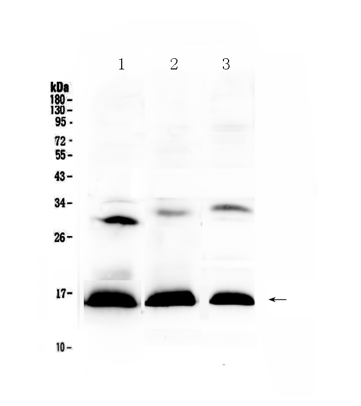 1 - Anti-HBD Picoband Antibody ABO12915