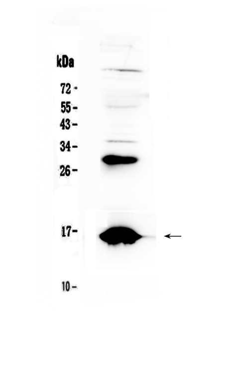 1 - Anti-HBD Picoband Antibody ABO12915