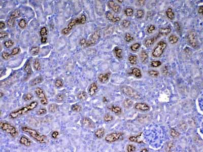 2 - Anti-RBP4 Picoband Antibody ABO12917