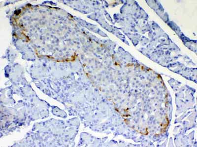 2 - Anti-RBP4 Picoband Antibody ABO12917