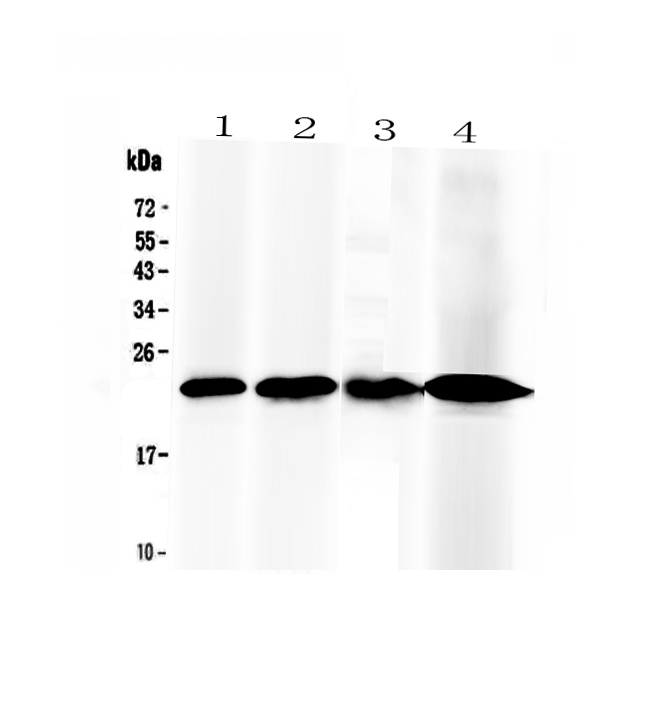 1 - Anti-RBP4 Picoband Antibody ABO12917