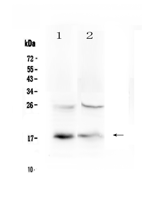1 - Anti-TSLP Picoband Antibody ABO12919